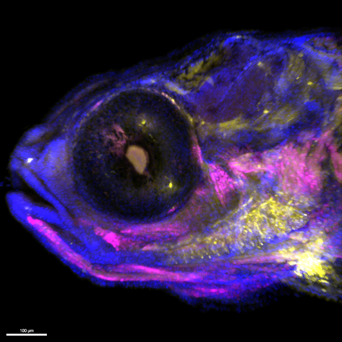 The Biological Imaging Facility – Core microscope facility at UC Berkeley