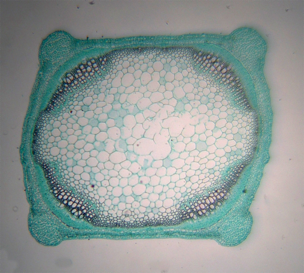 plant microtechnique experiment