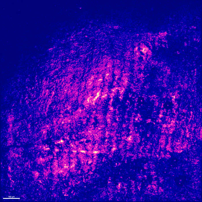 IOM032025 Resin cast of ancient homid tooth surface scanned with confocal microscope