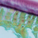 Cross section through Barley aleurone layer of a softened seed, stained with Johansen's Safranin O and Fast Green. Imaged using 100x objective. Sample by Vanessa Bowman.