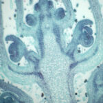 Longisection through a shoot apical meristem of Ocimum basilicum and stained with Johansen's Safranin O and Fast Green. Imaged using 10x objective. Sample by Isabella Massaro.