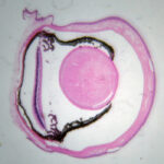 Cross section through mouse eye stained with Mayer's Hematoxylin and Eosin. Imaged using 4x objective. Sample by Aimee Kiang.
