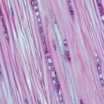 Rays in cross section of Mongolian Oak stained with Johansen's Safranin O and Fast Green FCF. Imaged using 40x objective. Sample by Emanuele Guglielmini.