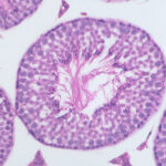 Cross section through seminiferous tubule in mouse testis, stained with Mayer's Hematoxylin and Eosin. Imaged using 40x objective. Sample by Lourenço Martins.