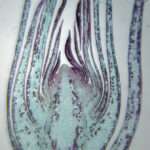 Longisection of redwood meristem stained with Johansen's Safranin O and Fast Green. Imaged with 4x objective. Sample by Sasha Nikolaeva.