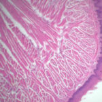Mouse tongue stained with hematoxylin and eosin imaged using 10x objective. Notice papillae at margins. Sample by Y. Justin Choi