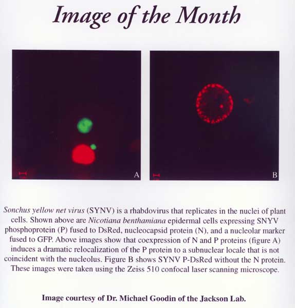 Image of the month from October 2002 showing Sonchus yellow net virus