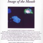 Image of the Month from Nov 2002