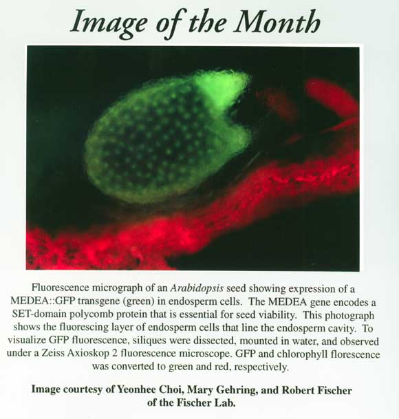 Image of the Month from December 2002