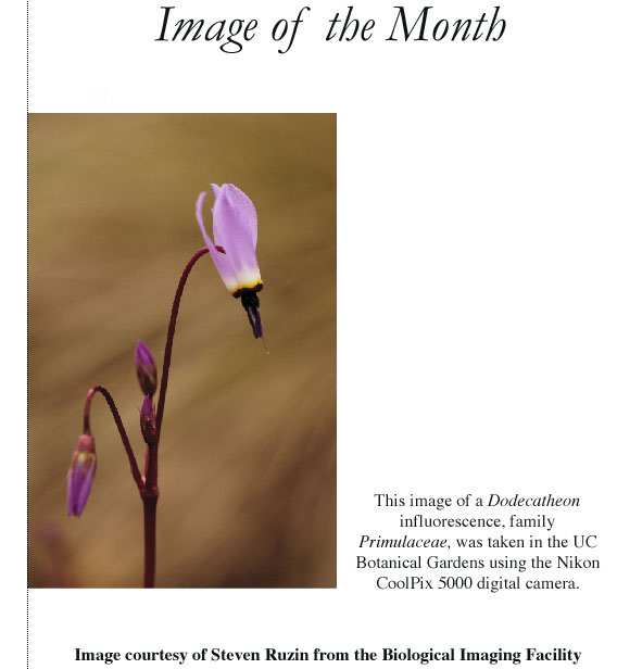 Image of the Month from March 2003