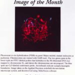 Image of the Month from September 2002 showing FISH on a Maize mutant chromosome.