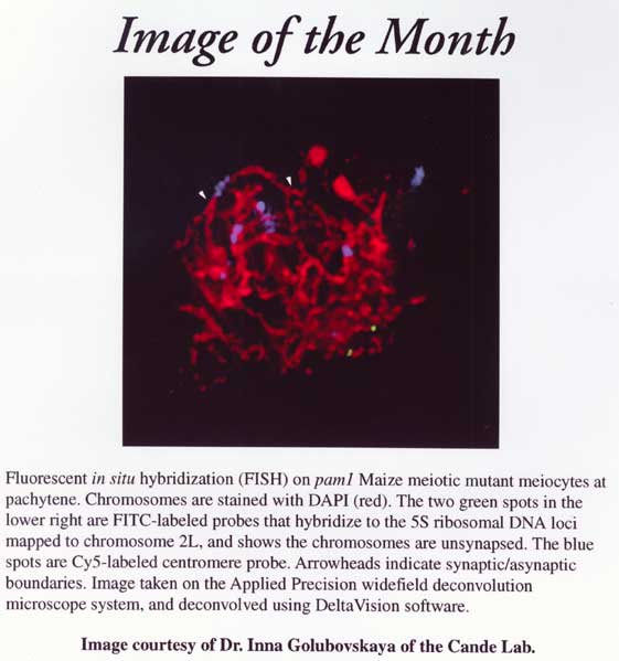 Image of the Month from September 2002 showing FISH on a Maize mutant chromosome.