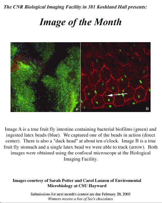 Image of the Month from 02/2003 showing biofilms in the fruit fly gut