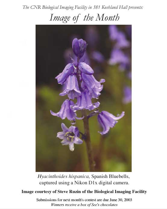 Image of the Month from June 2003 showing a macro view of Hyacinthoides hispanica.