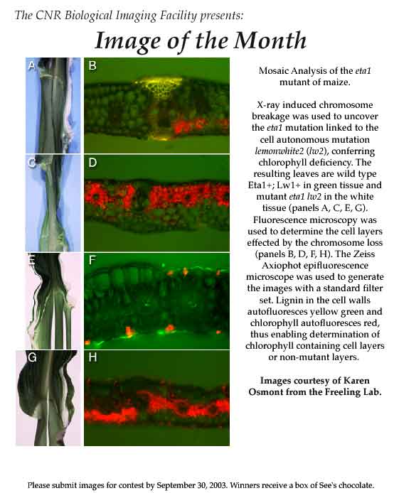 Image of the Month from 09/2003 showing maize chlorophyll mutants.
