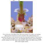 Image of the Month from October 2002 showing a Maize corn seedling.