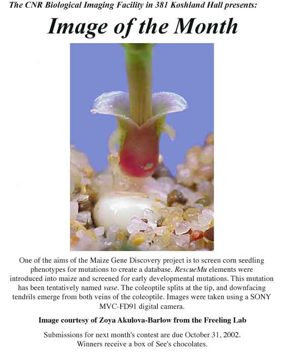 Image of the Month from October 2002 showing a Maize corn seedling.