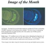 Image of the Month from November 2002 showing gene expression in a Maize mutant.