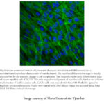 Image of the Month from July 2005