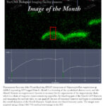 Image of the Month Nov 2008