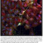 Image of the Month Sept 2013