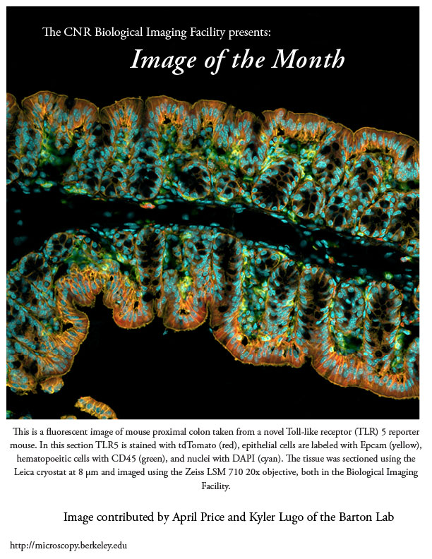 Image of the Month Dec 2014