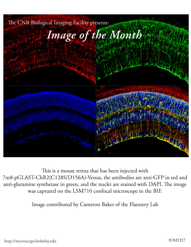 Image of the Month Dec 2017