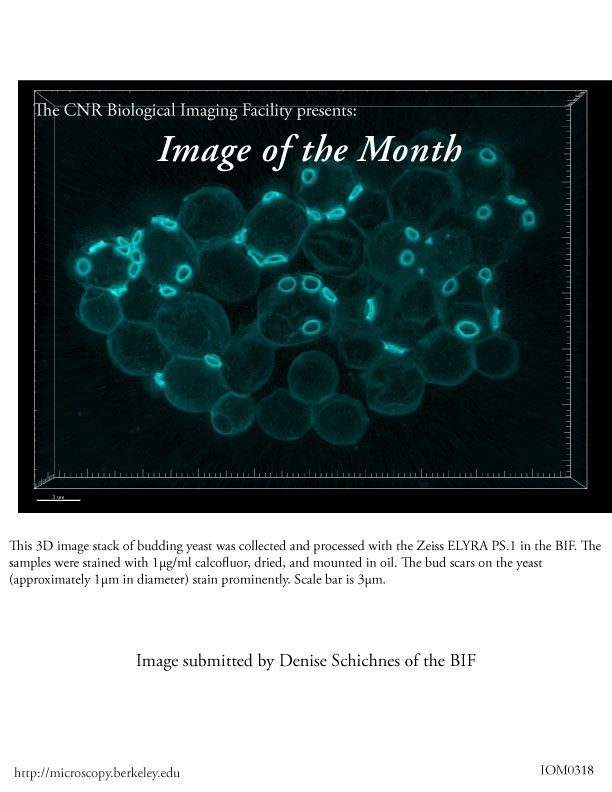 Image of the Month March 2018