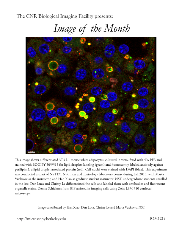 Image of the Month Dec 2019