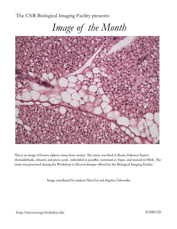 Image of the Month Jan 2020