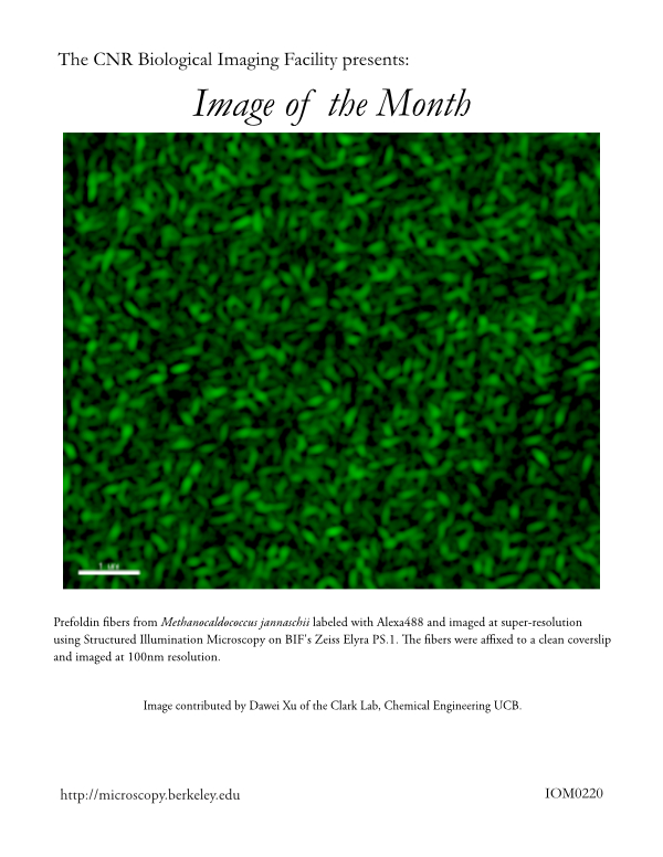 Image of the Month Feb 2020