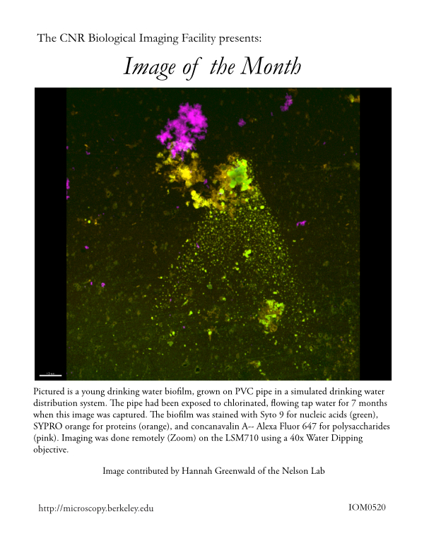 Image of the Month May 2020