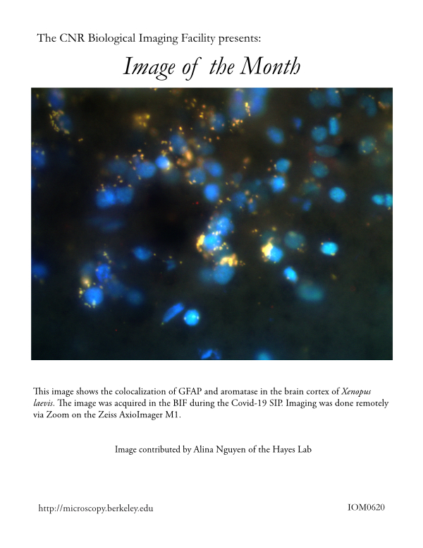 Image of the Month June 2020
