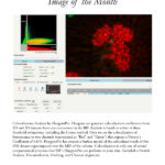 Image of the Month Oct 2020