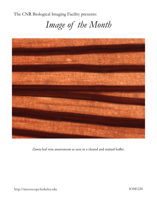 Image of the Month Dec 2020