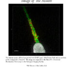 Image of the Month May 2021
