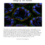 Image of the Month Aug 2021