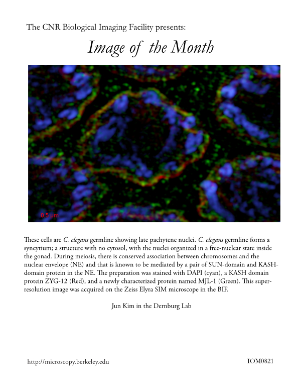 Image of the Month Aug 2021