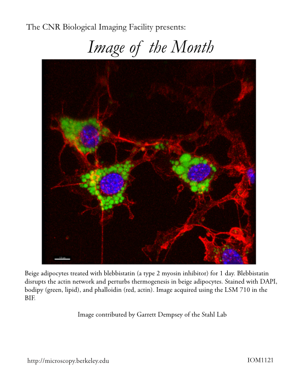 Image of the Month Nov 2021