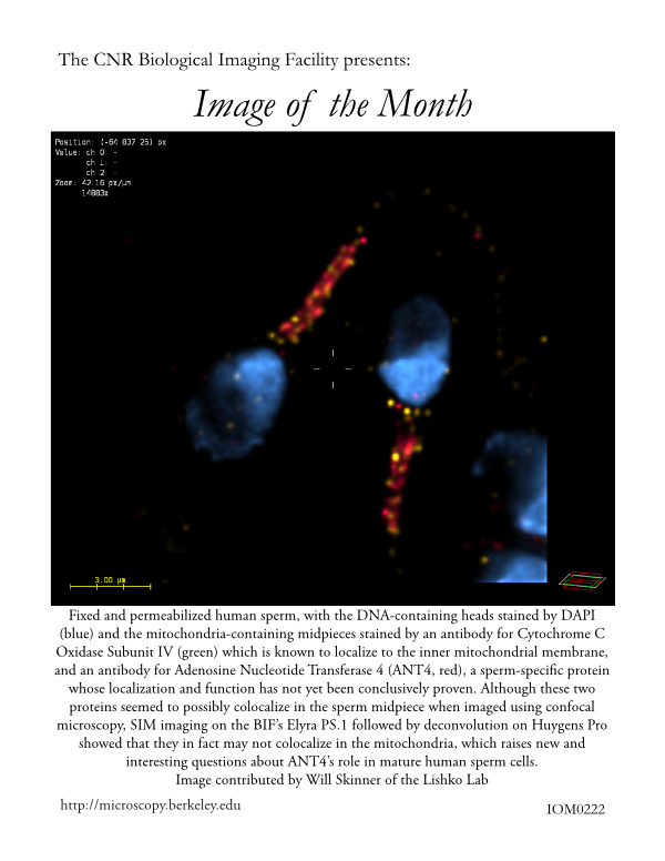 Image of the Month Dec 2021