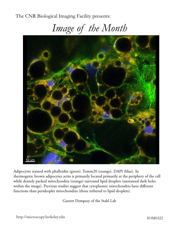Image of the Month March 2021