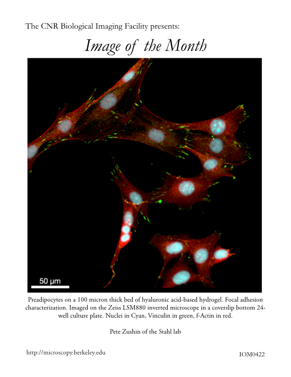 Image of the Month April 2021
