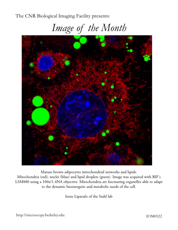 Image of the Month May 2022