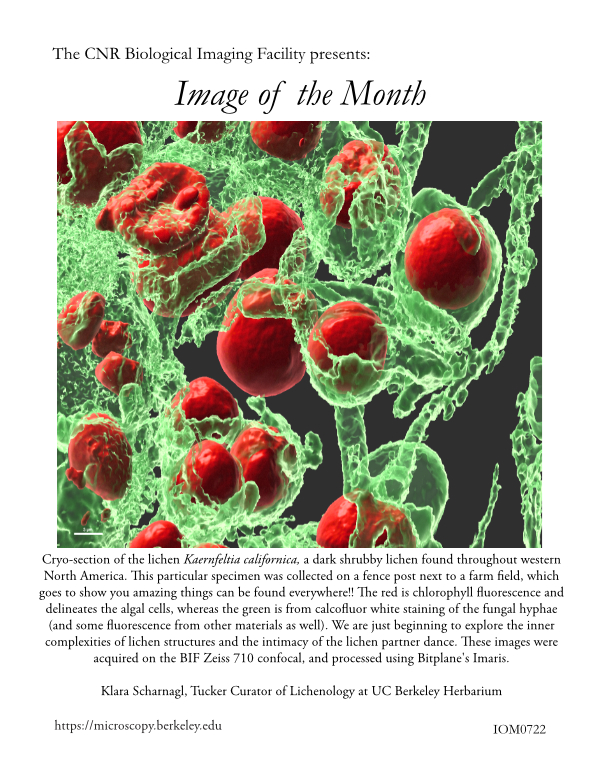 Image of the Month July 2021