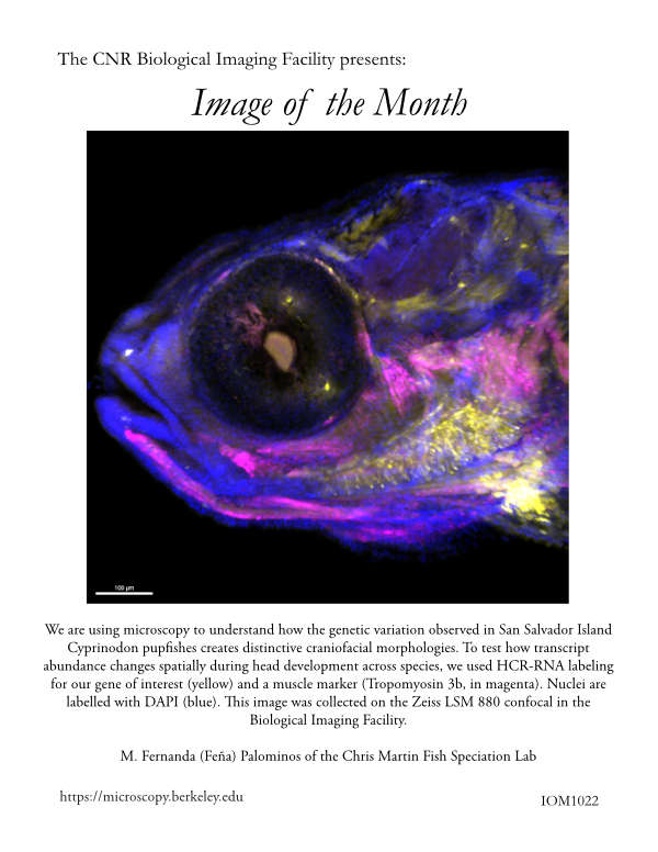 Image of the Month Oct 2022