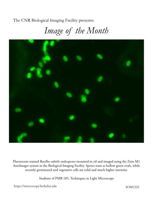 Image of the Month Dec 2022