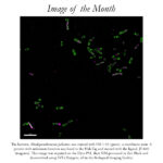 Image of the Month Feb 2023