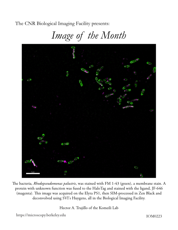Image of the Month Feb 2023