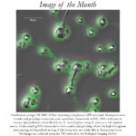 Image of the Month April 2023