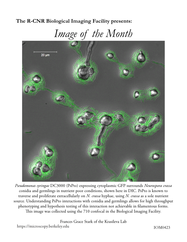 Image of the Month April 2023